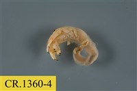 藏品(綠色細螯寄居蟹)的圖片